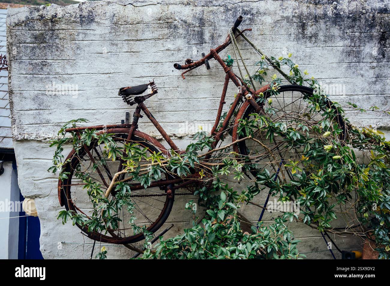 Bicicletta arrugginita attaccata alla parete di mattoni bianchi con piante che crescono attraverso di essa, Polperro, Cornovaglia, regno unito Foto Stock