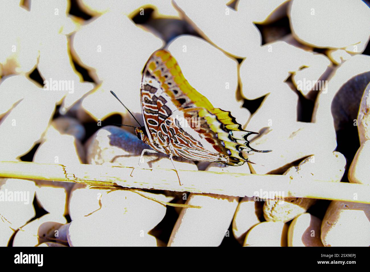 Due vivaci farfalle Pasha a due code (Charaxes jasius) si nutrono di frutta vicino a una costa rocciosa del Mediterraneo, mostrando le loro ali colorate e ornate Foto Stock