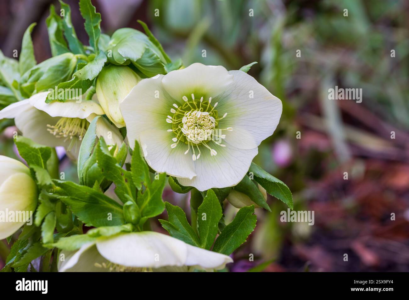 Hellebore, una perenne resistente e amata dai colori dal bianco al viola intenso, con fiori che annuiscono, dall'inverno all'inizio della primavera Foto Stock