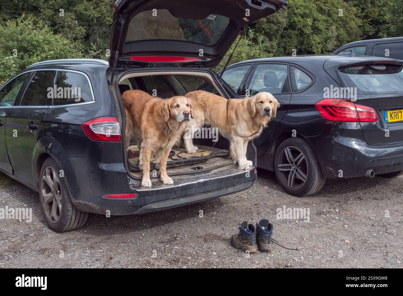 Un paio di Golden retriever aspettano nel bagagliaio di un'auto per la loro passeggiata domenicale, Denbies Hillside, Surrey Hills, Surrey, Regno Unito. Foto Stock