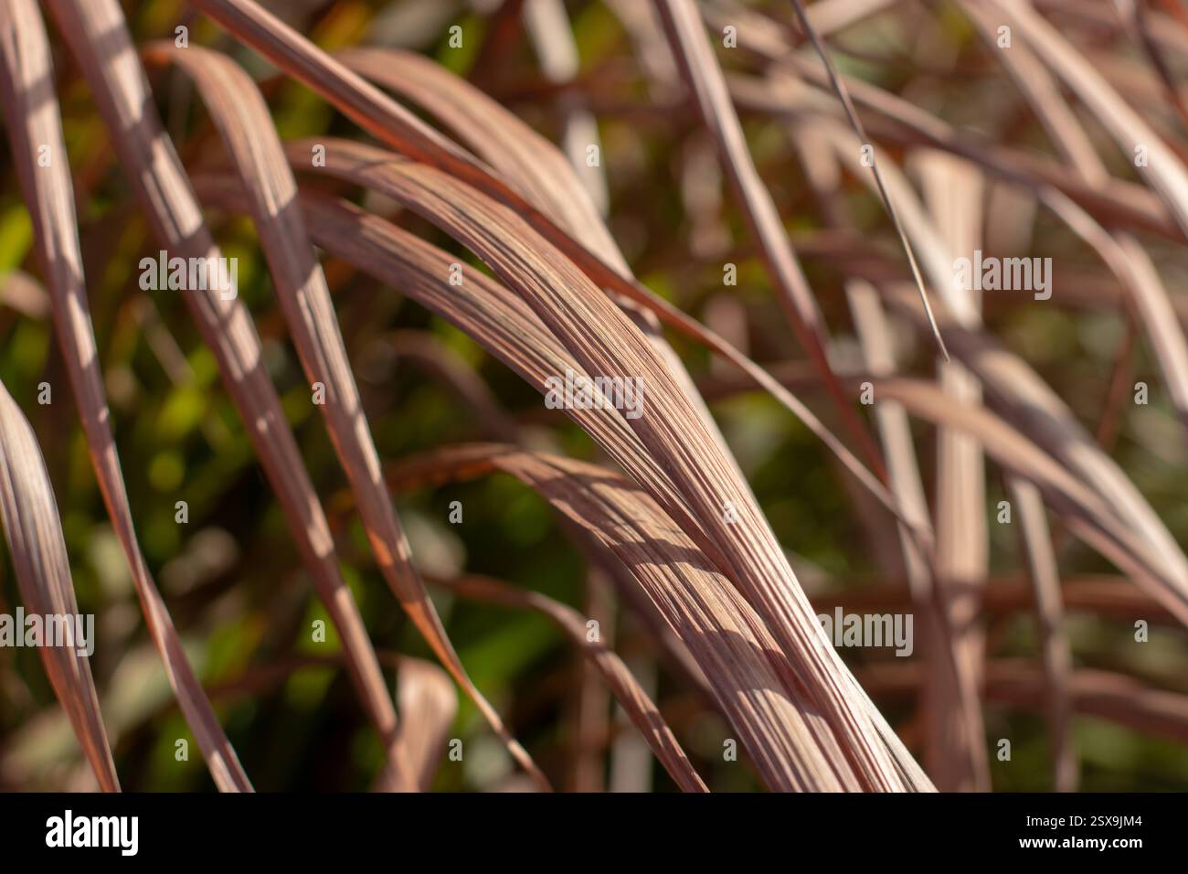 Foglie di erba ornamentale marrone asciutta. Le piante di Poaceae aggiungono struttura al giardino d'inverno. Il decadimento della bellezza rende sfocato lo sfondo estetico. Foto Stock