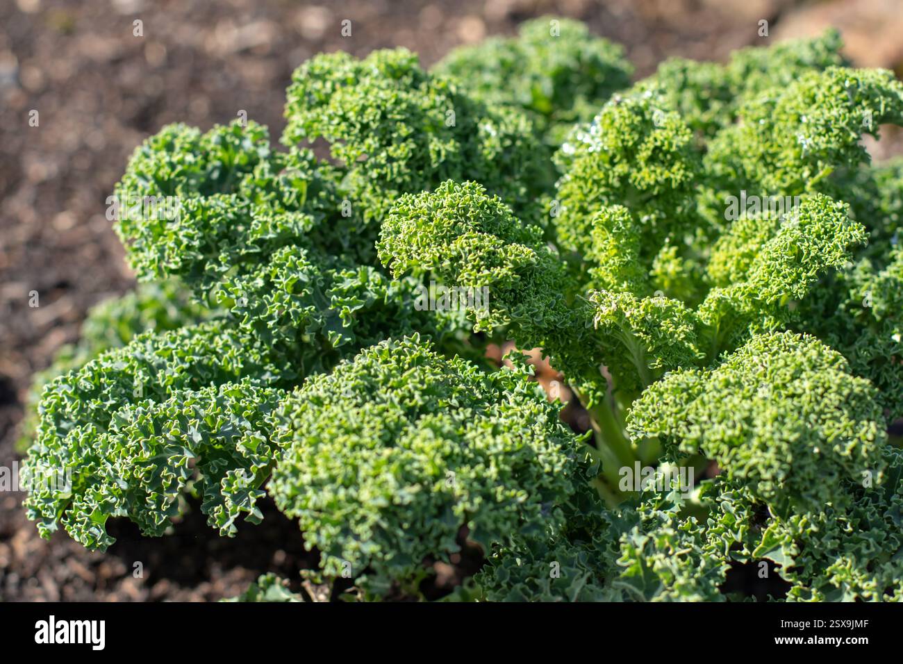 Primo piano di cavolo o foglie. Cultivar Brassica oleracea verde brillante con lievito riccio. Pianta vegetale nel giardino soleggiato. Foto Stock