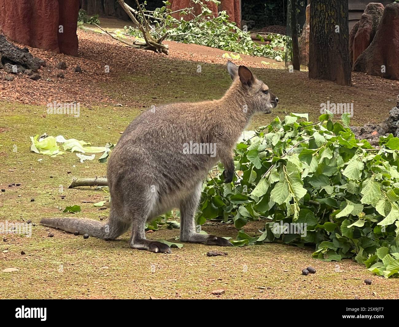 Un wallaby in piedi sul terreno vicino alla vegetazione verde, che mostra il suo habitat naturale con la sua caratteristica pelliccia, la coda forte e la postura curiosa. Foto Stock