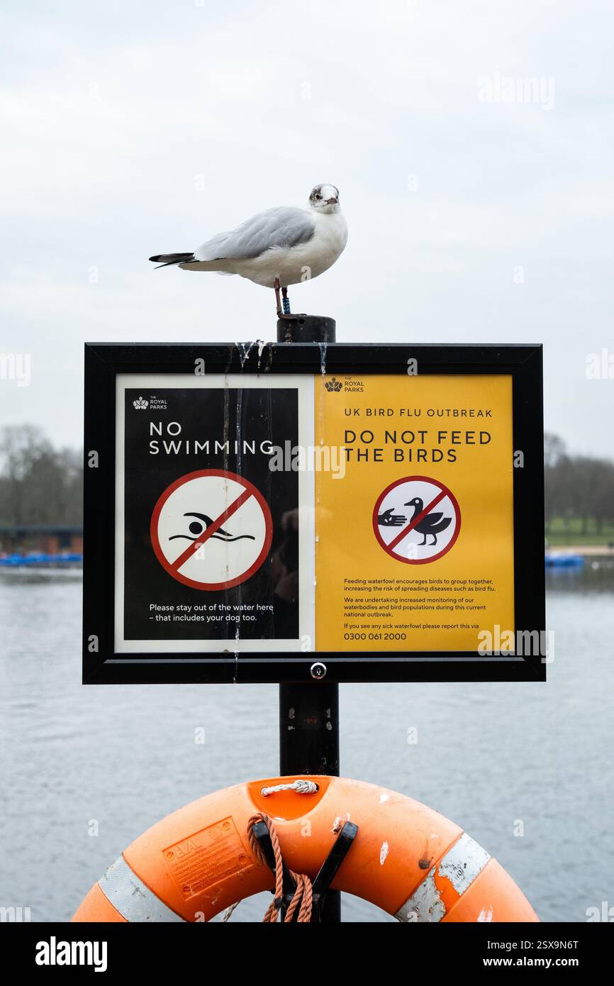Influenza aviaria 2025 uk - non dare da mangiare al segno uccelli - Hyde Park, Londra, Inghilterra, Regno Unito Foto Stock Influenza aviaria 2025 uk - non dare da mangiare al segno uccelli - Hyde Park, Londra, Inghilterra, Regno Unito Foto Stock