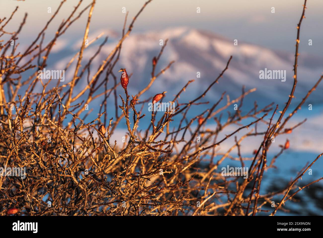Fianchi di rosa selvatica secchi su rami spinosi illuminati dalla luce del sole dorato con una catena montuosa innevata sullo sfondo. Catturati al tramonto Foto Stock