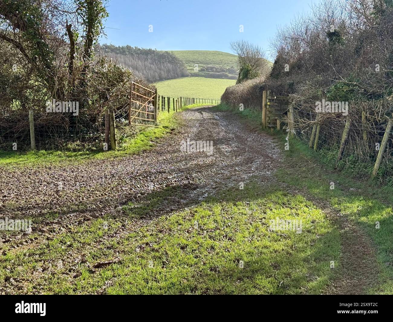 Camminando lungo i sentieri da Quarry Hill, Chideock verso Hell Lane. Un sentiero fangoso, una ciulla e un cancello del campo: Camminare per le corsie sommerse del Dorset - Immagine stock catturata con smartphone