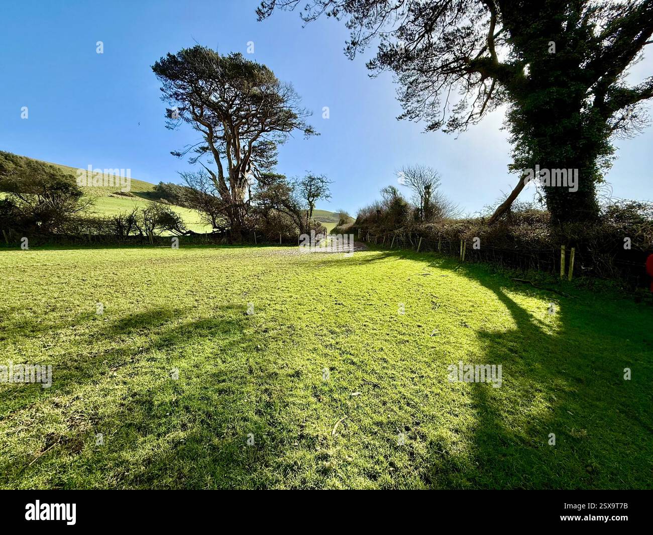 Camminando lungo i sentieri da Quarry Hill, Chideock verso Hell Lane. Trees and Shadows and Bright Blue Sky: Camminare per le Lanes sommerse del Dorset - Immagine stock catturata con smartphone