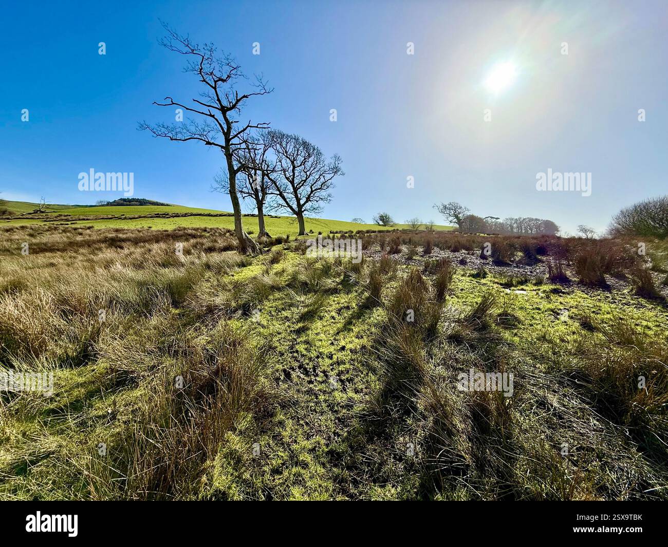 Camminando lungo i sentieri da Quarry Hill, Chideock verso Hell Lane. Terreno fangoso, paludoso e Shadows: Camminare per le Lanes sommerse del Dorset - Immagine stock catturata con smartphone
