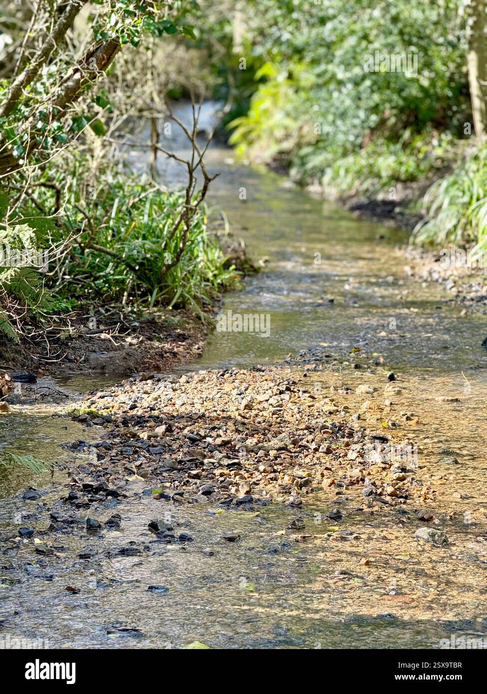 Hell Lane verso Symondsbury - Pebble Stream Bed: Camminare per le Lanes incassate del Dorset - Immagine stock catturata con smartphone