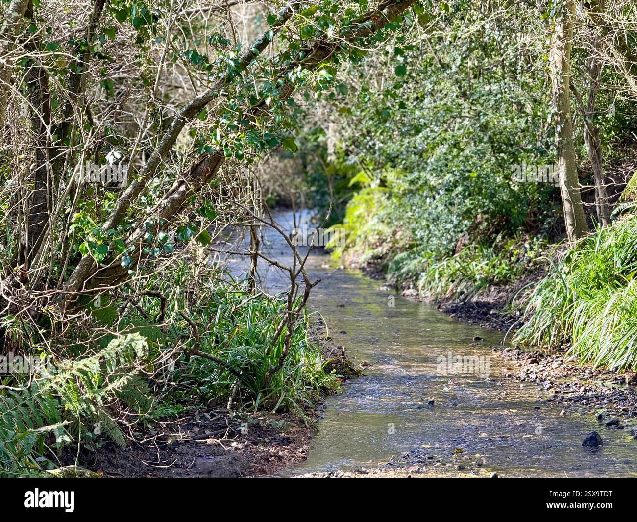 Hell Lane verso Symondsbury - Pebble Stream Bed Through the Woods: Camminare per le Lanes sommerse del Dorset - Immagine stock catturata con smartphone