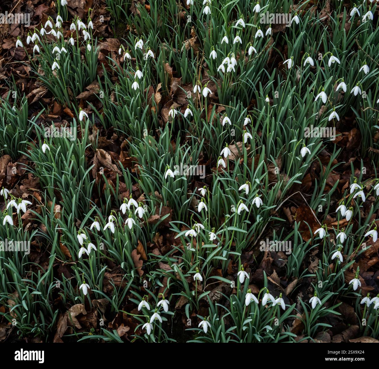 Un cartello di benvenuto di Spring, Edenhall, Westmorland & Furness, Cumbria, Regno Unito Foto Stock