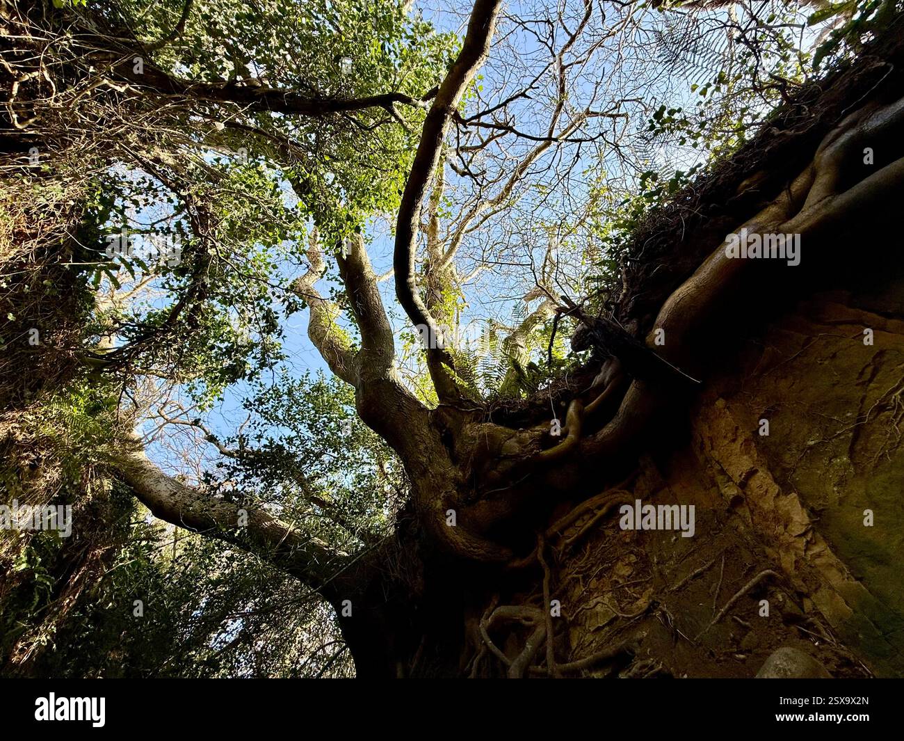 Hell Lane, Symondsbury, Dorset: Holloway, Sunken Lane, guardando in alto verso Tree Roots e Sky Foto Stock