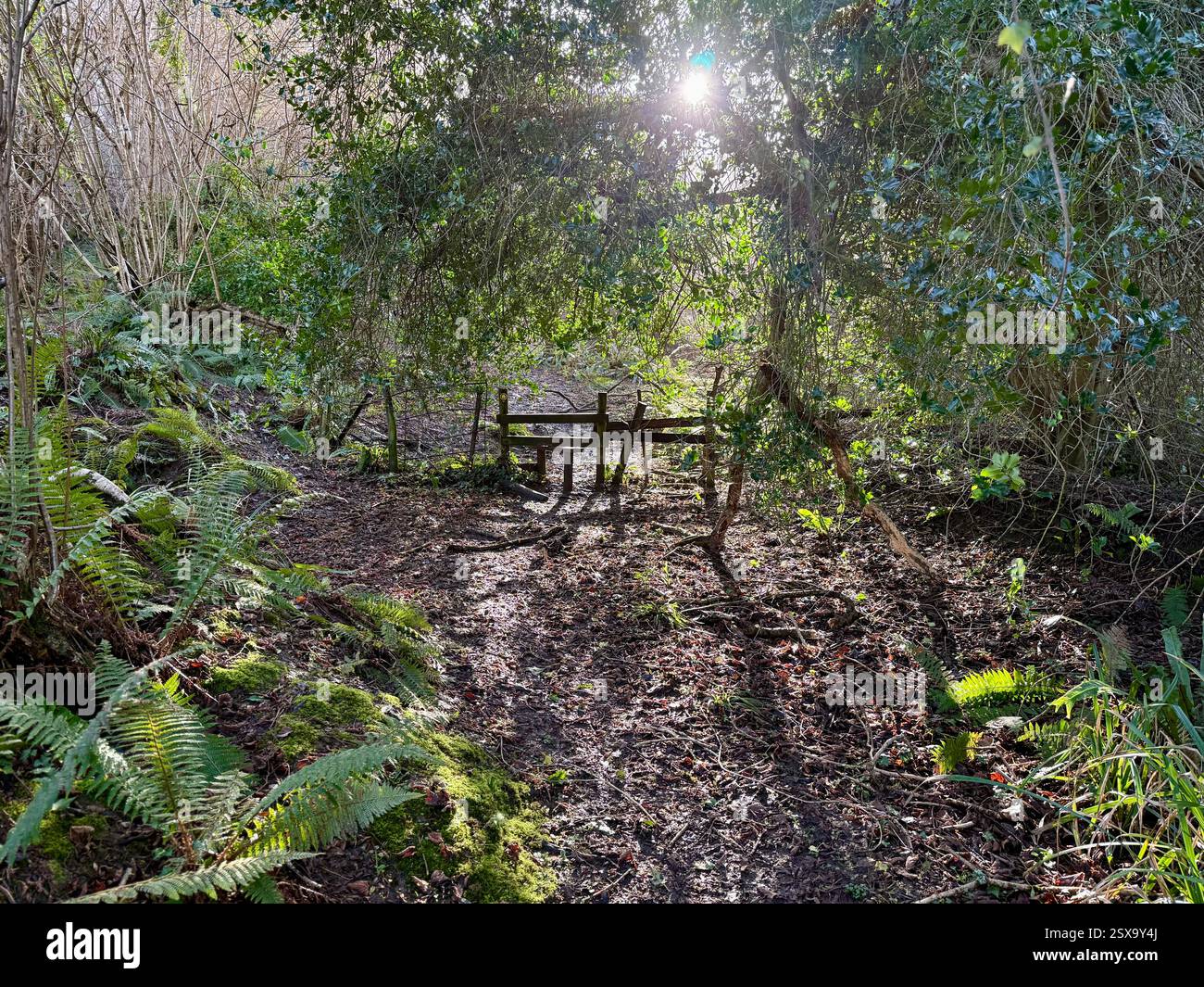 Da Symondsbury, Dorset a Eype Down: Stile on the Footpath in a Winter Woodland with Dappled Light Foto Stock