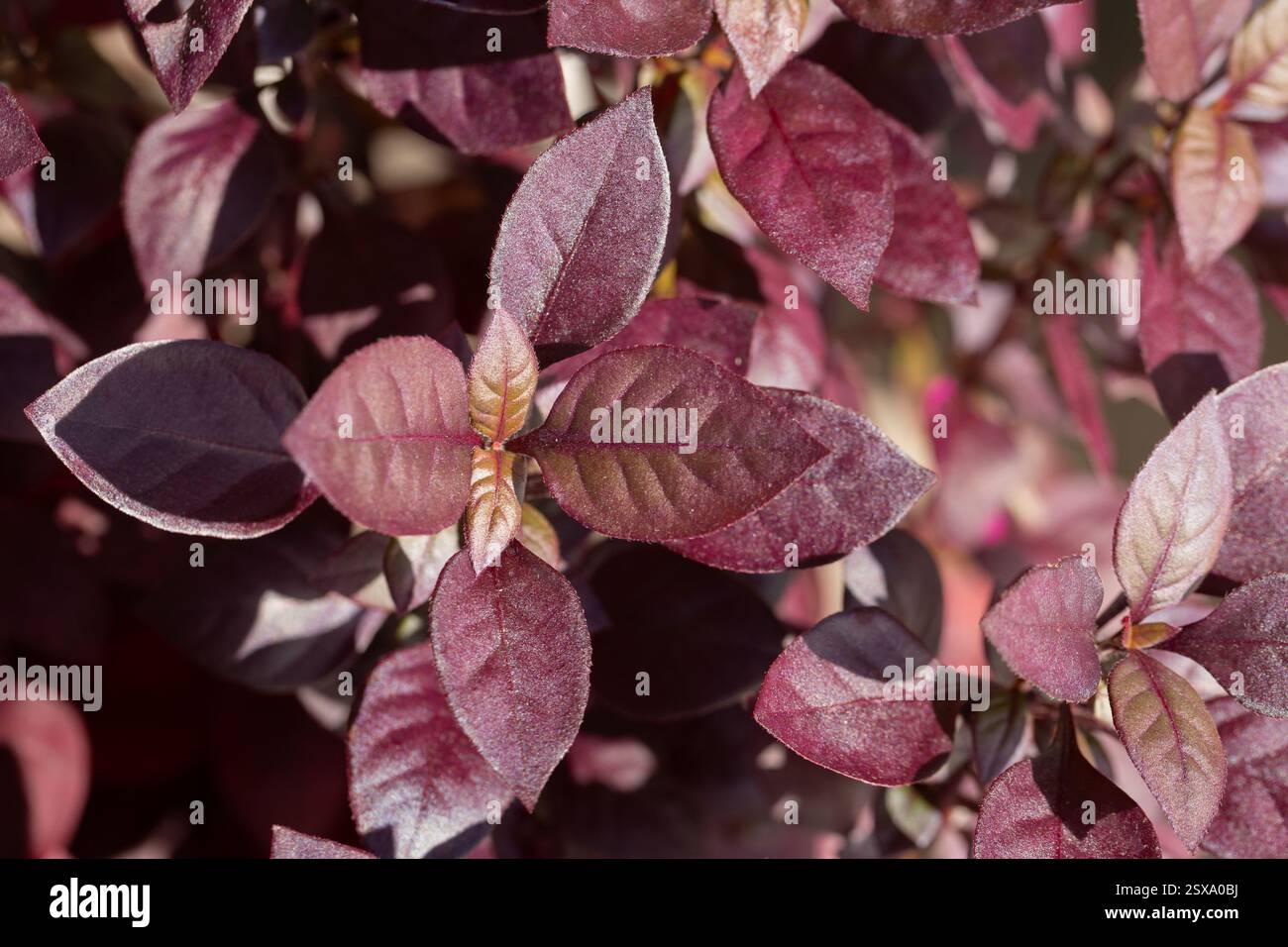 Alternanthera Purple Prince è una pianta ornamentale con foglie rosse, di solito piantata sui fianchi della strada o nei parchi cittadini. Foto Stock