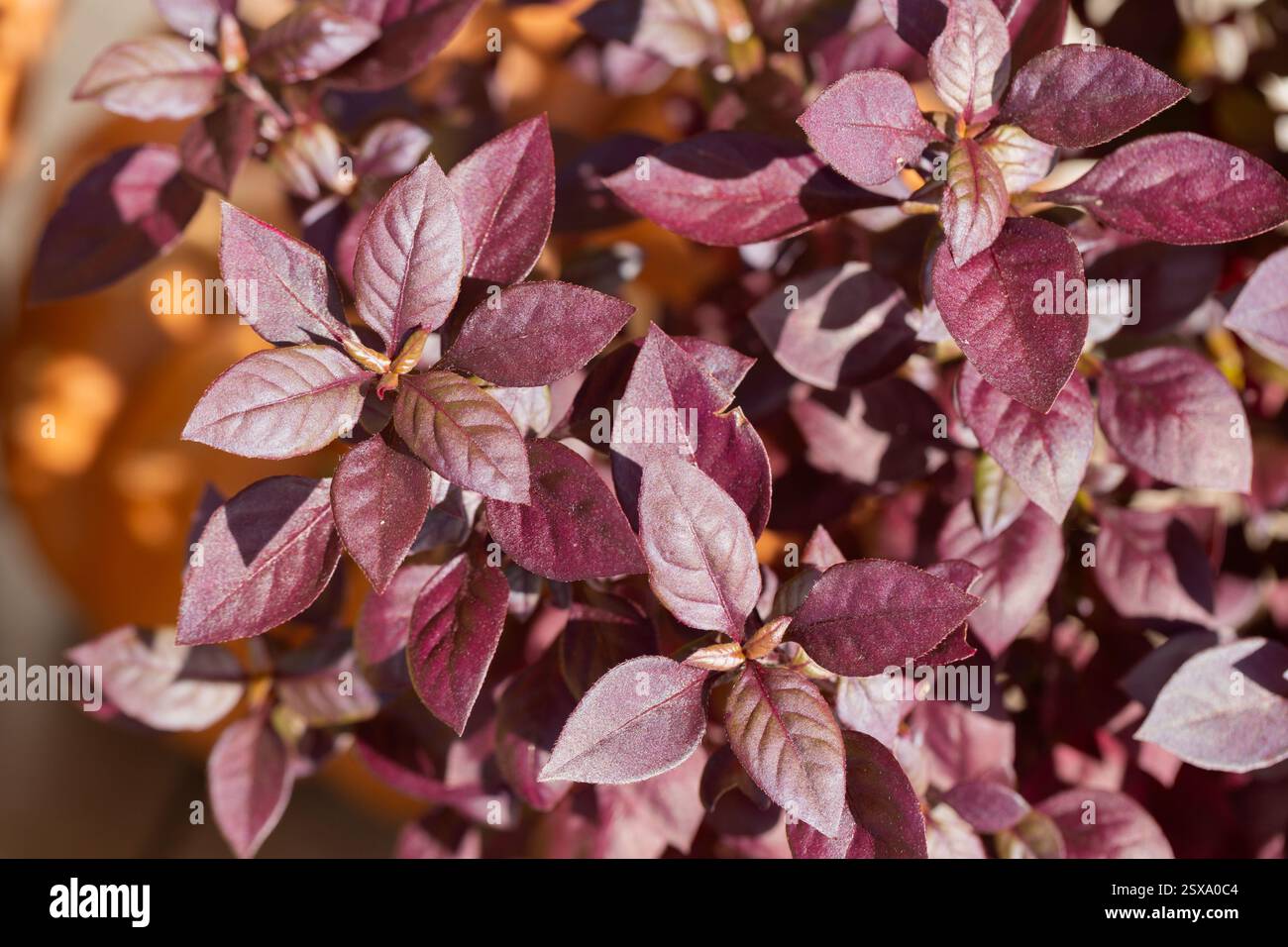 Alternanthera Purple Prince è una pianta ornamentale con foglie rosse, di solito piantata sui fianchi della strada o nei parchi cittadini. Foto Stock