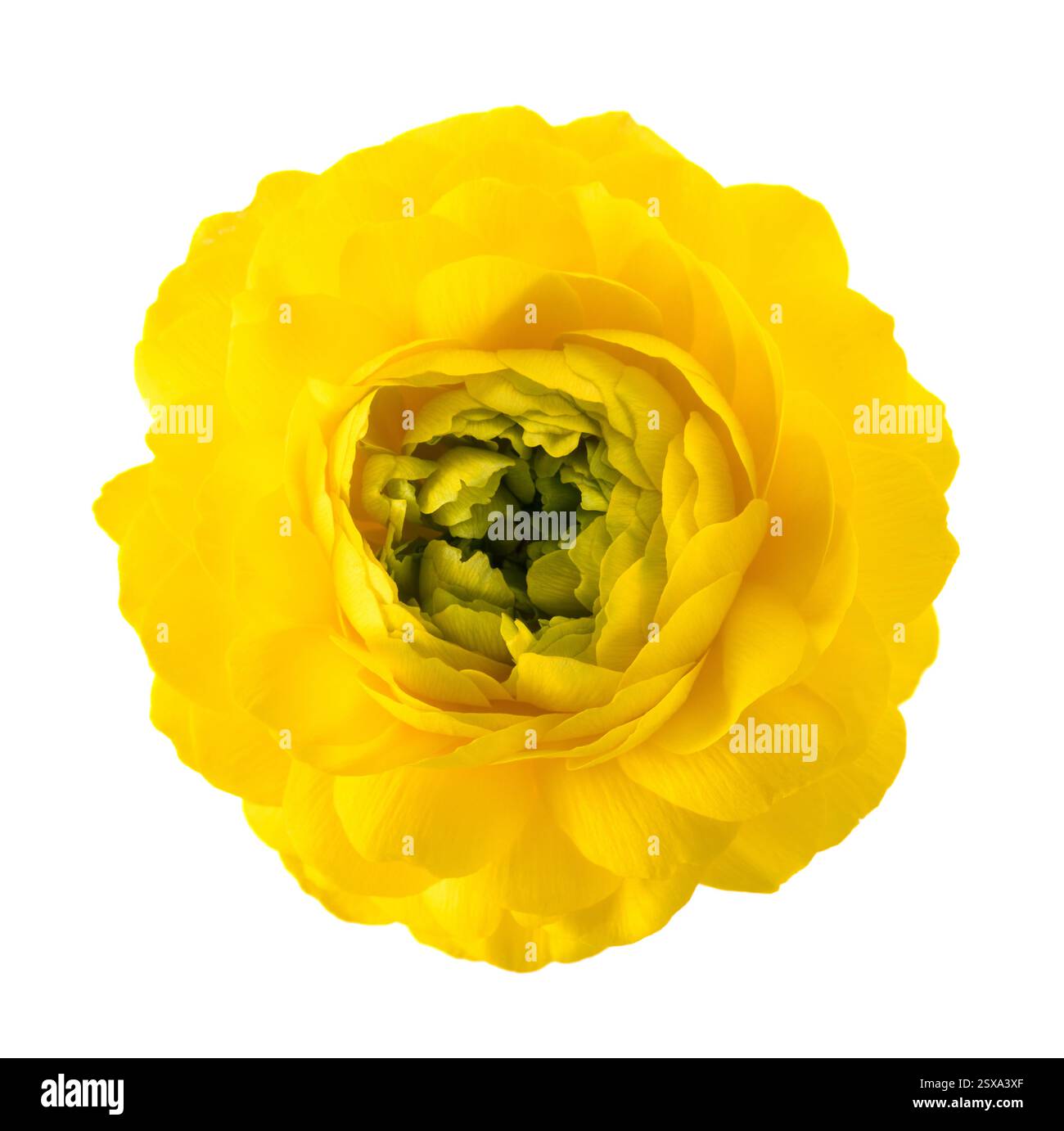 Testa di fiore di Buttercup isolato su sfondo bianco Foto Stock