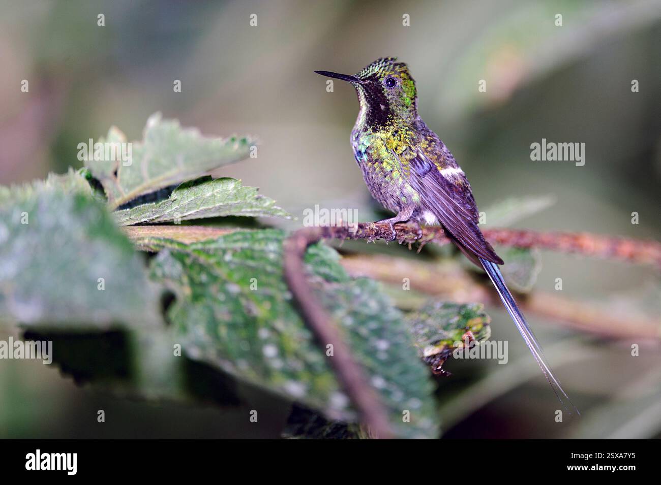 Thorntail verde (Discosura conversii) da Mindo, Ecuador. Foto Stock