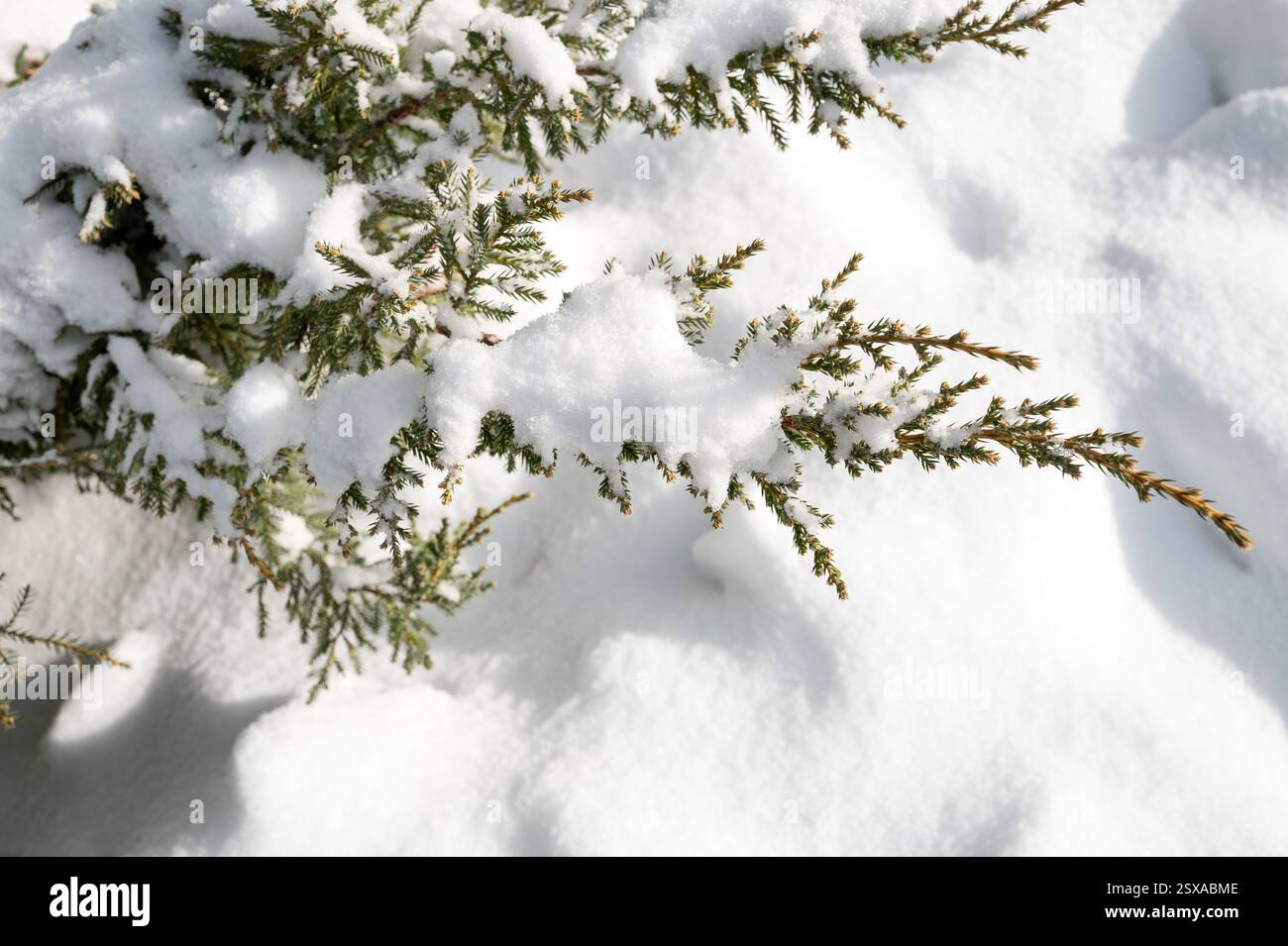 Piccolo sempreverde in inverno con neve sulle braccia Foto Stock