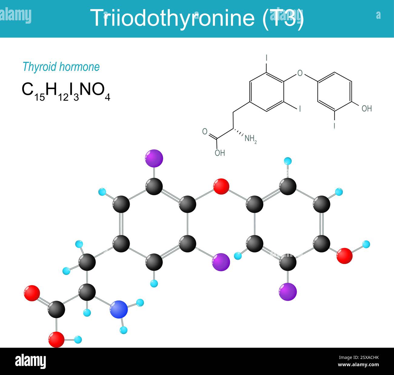 Molecola di triiodotironina. Formula strutturale chimica molecolare e modello di T3. Ormone tiroideo. Formula scheletrica e modello con sfera e bastone di Triiod Illustrazione Vettoriale
