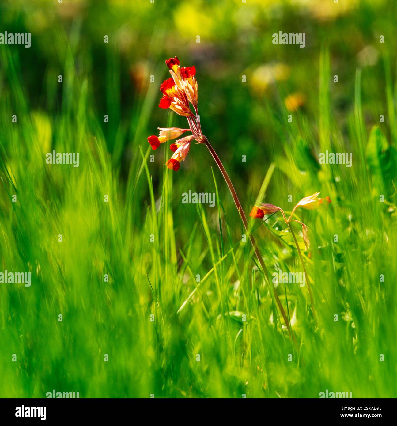 Primula Foto Stock