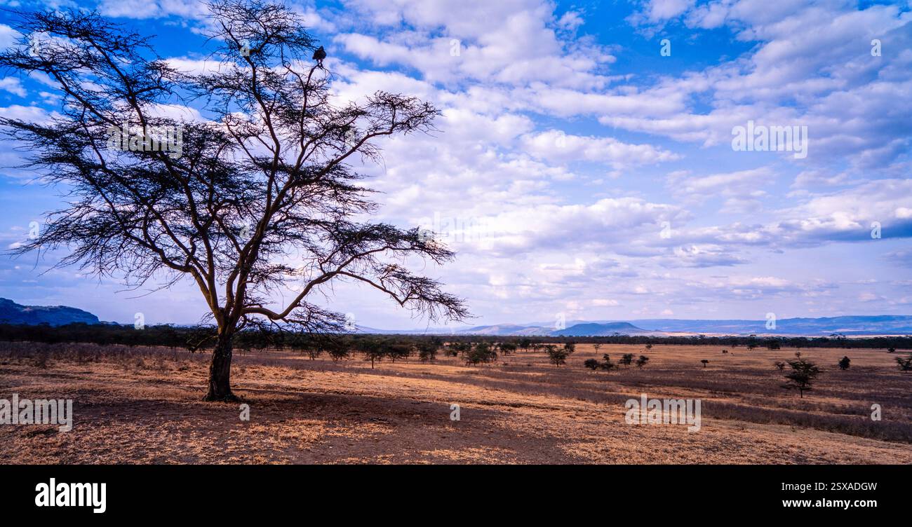 Uccello in albero a savannah, Kenya Foto Stock