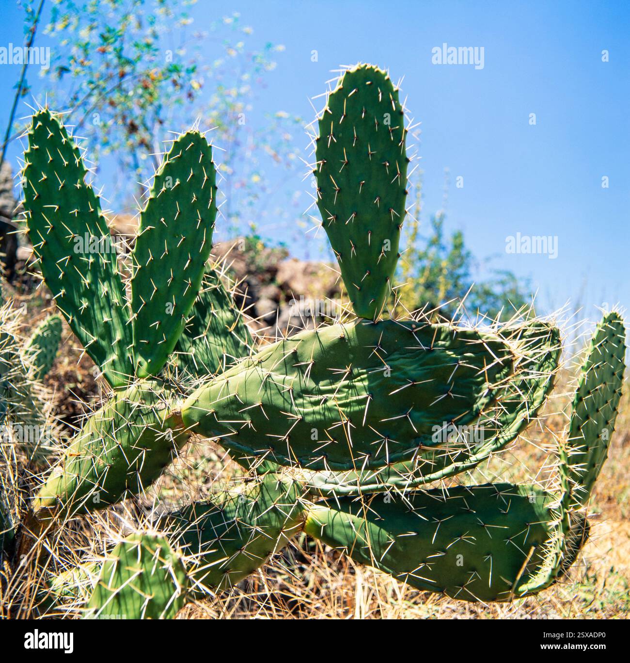 Cactus Foto Stock