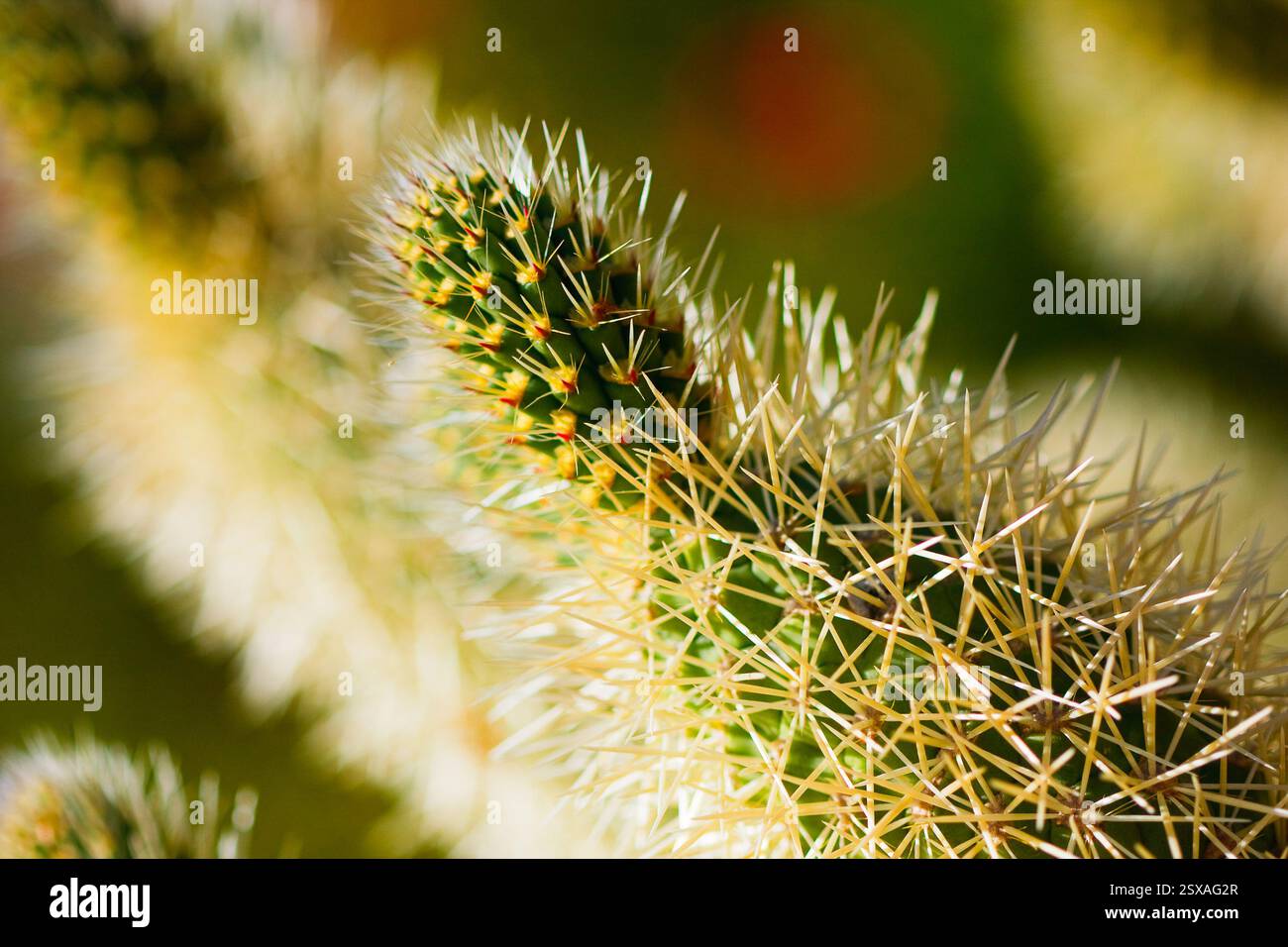 Cactus con stelo verde e fiori gialli. Il cactus è in un campo Foto Stock