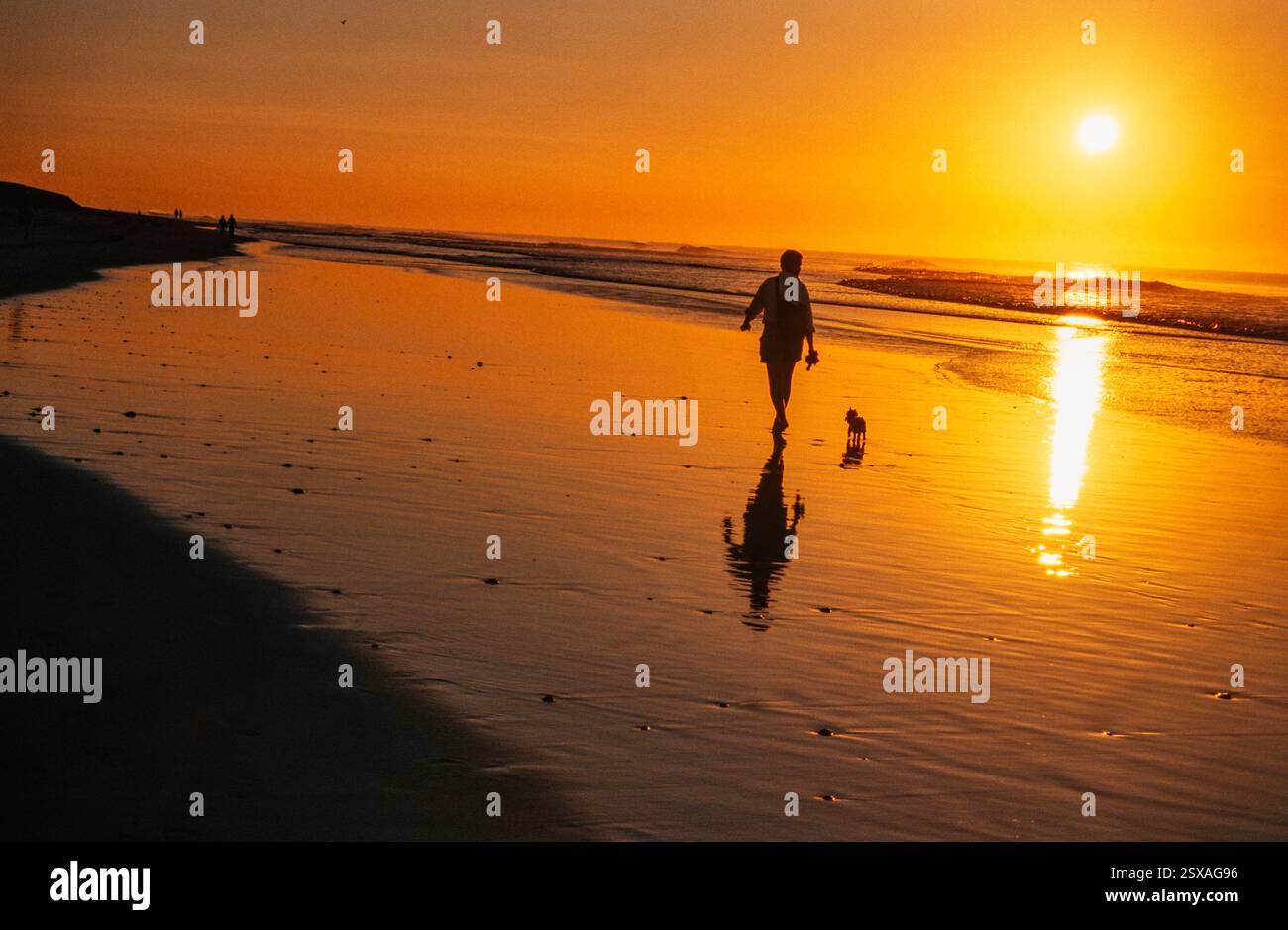 Cammina con il cane sulla spiaggia del tramonto Foto Stock
