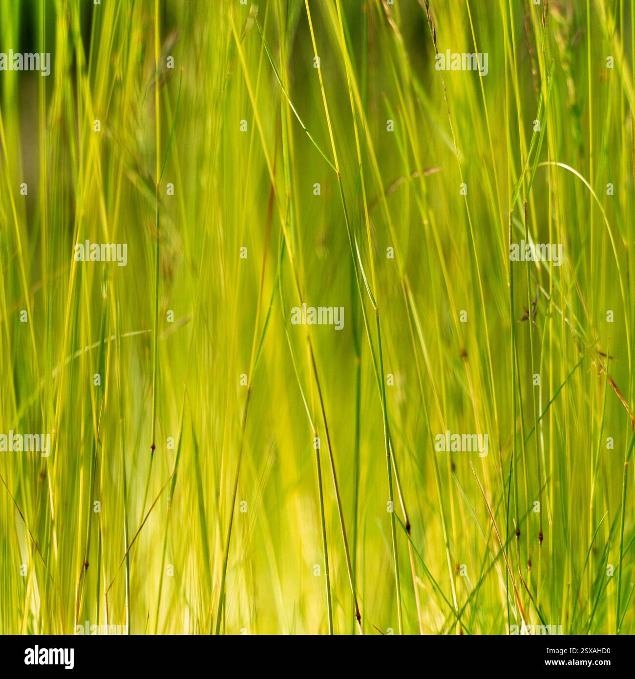 Erba Foto Stock