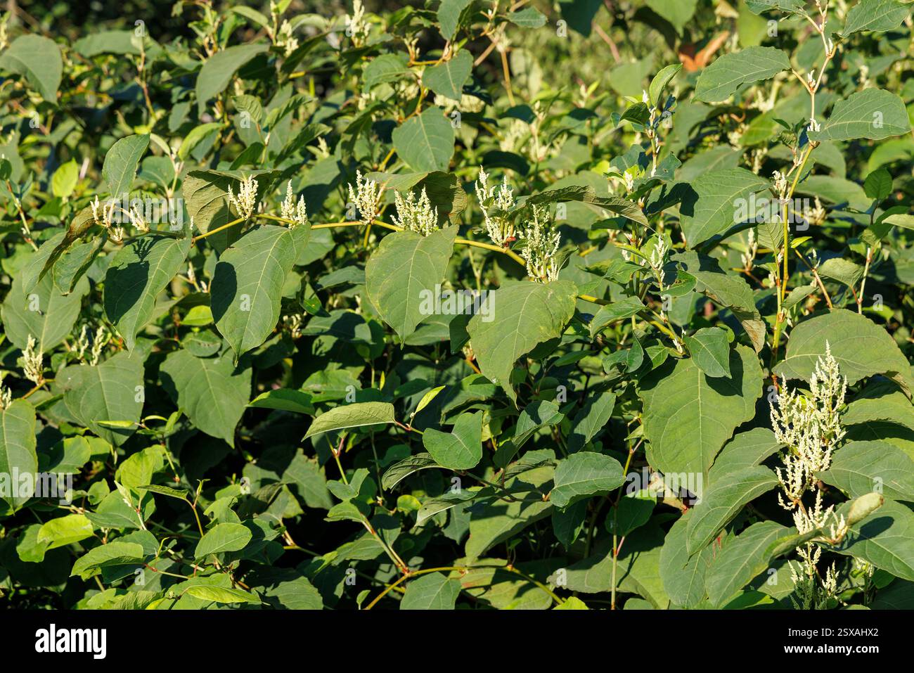 Pianta invasiva giapponese knotweed, Kortemark; Fiandre occidentali; Belgio Foto Stock