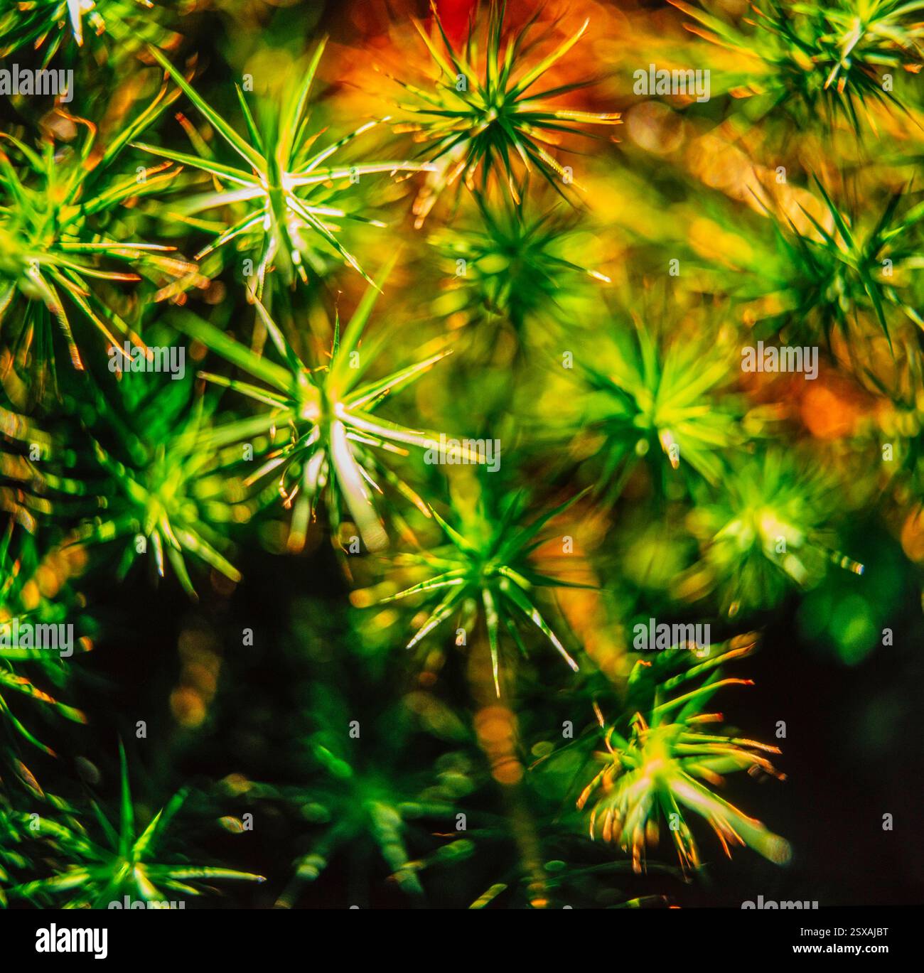 Muschio Foto Stock