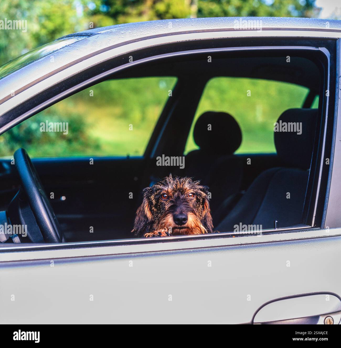 Cane in automobile Foto Stock