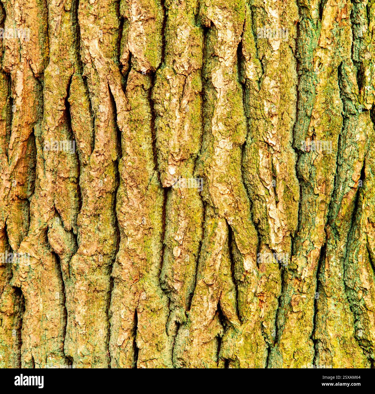 Corteccia di pino Foto Stock