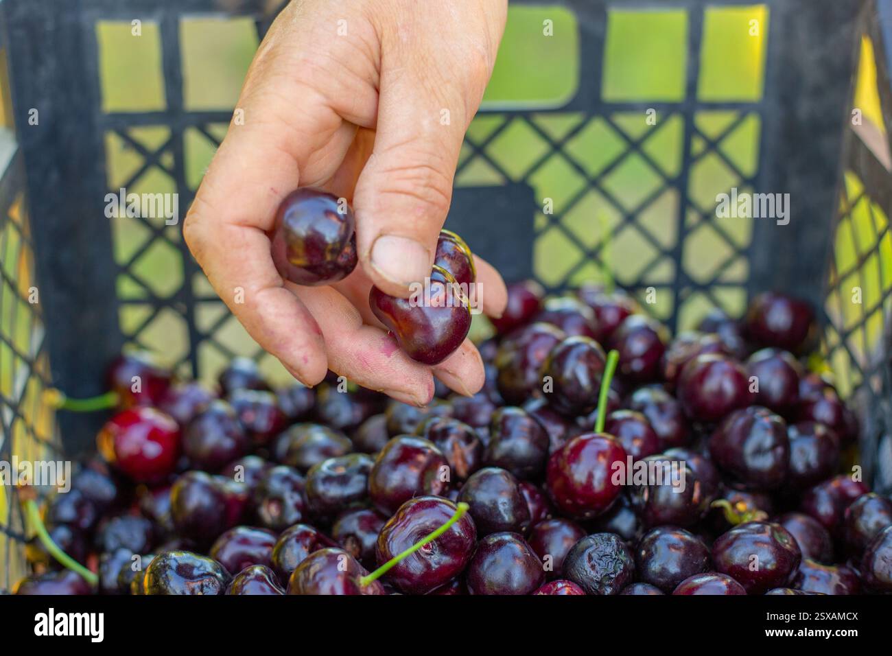 Un contadino colloca in un contenitore le ciliegie dolci mature raccolte dal suo giardino. Raccolta di bacche. Foto Stock