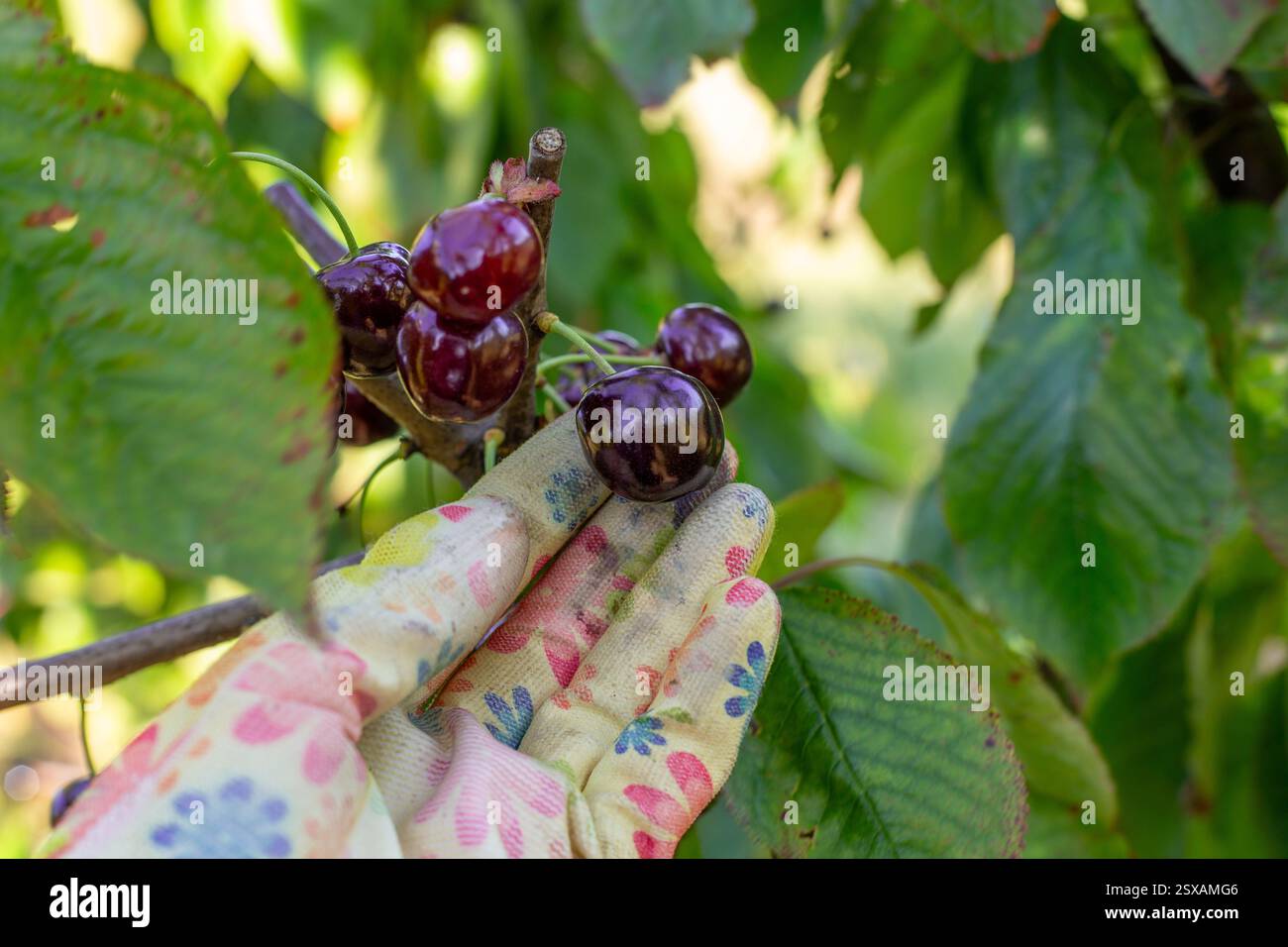 Un contadino raccoglie ciliegie mature dagli alberi nel suo giardino. Raccolta di bacche. Foto Stock