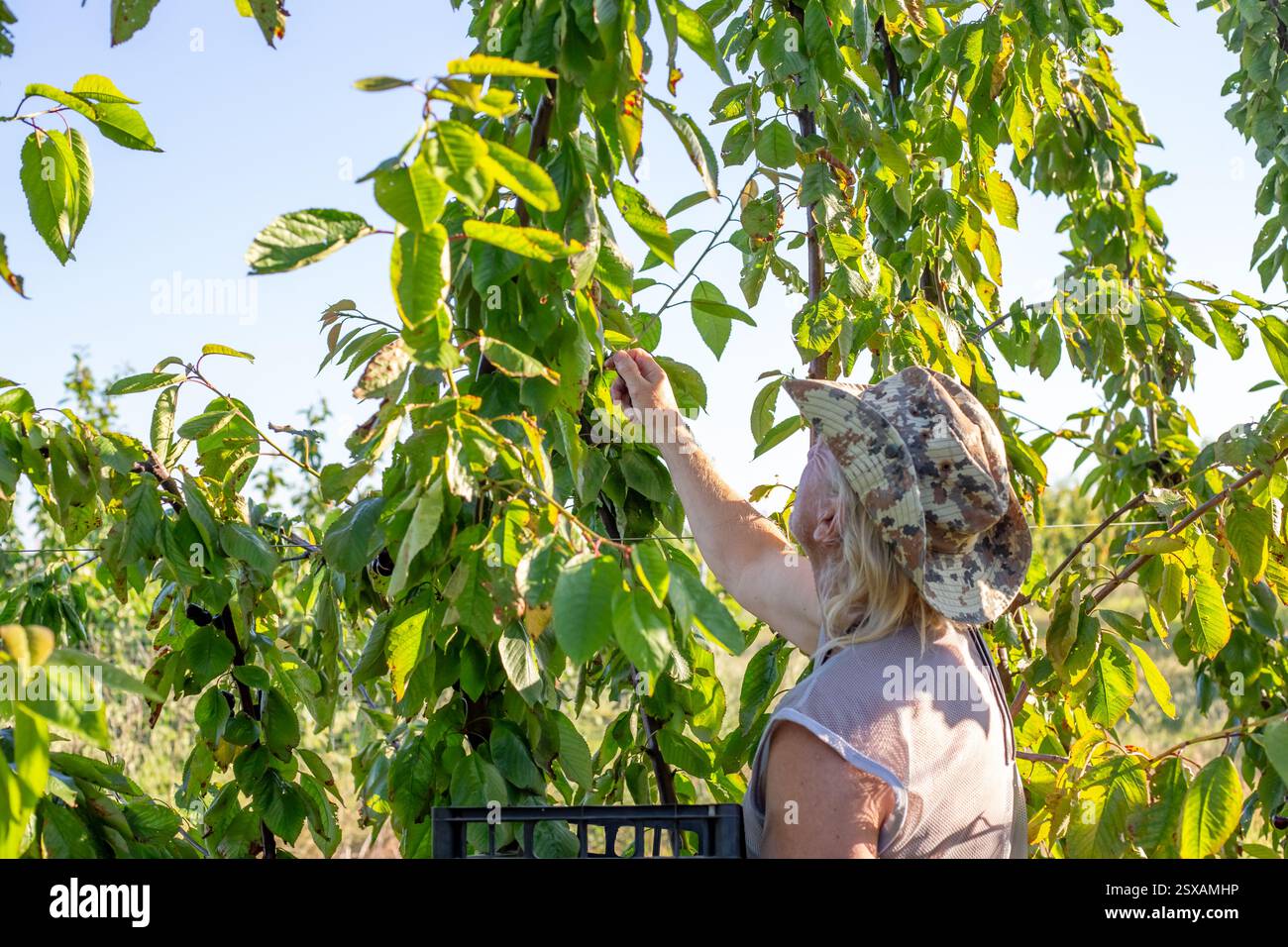 Un contadino raccoglie ciliegie mature dagli alberi nel suo giardino. Raccolta di bacche. Foto Stock