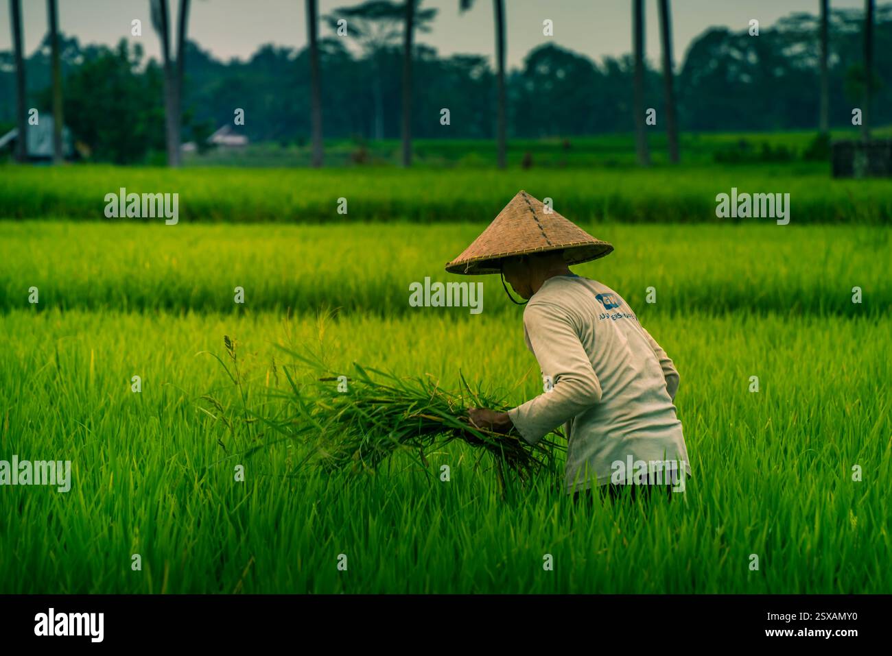 Veduta di un balinese che indossa un tipico cappello conico che lavora nelle risaie, Sidemen, Kabupaten Karangasem, Bali, Indonesia, sud-est asiatico, Asia Foto Stock