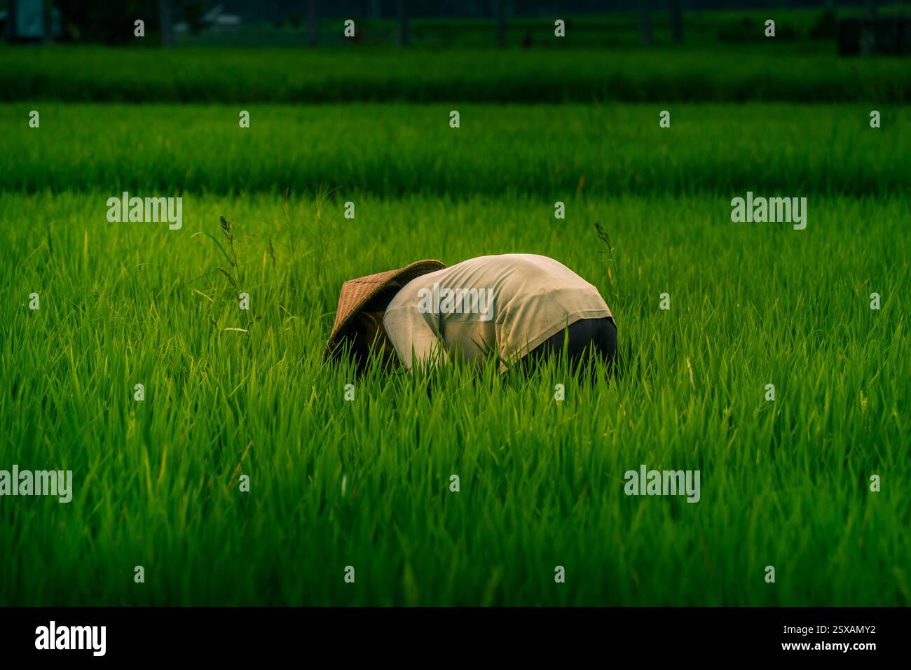 Veduta di un balinese che indossa un tipico cappello conico che lavora nelle risaie, Sidemen, Kabupaten Karangasem, Bali, Indonesia, sud-est asiatico, Asia Foto Stock