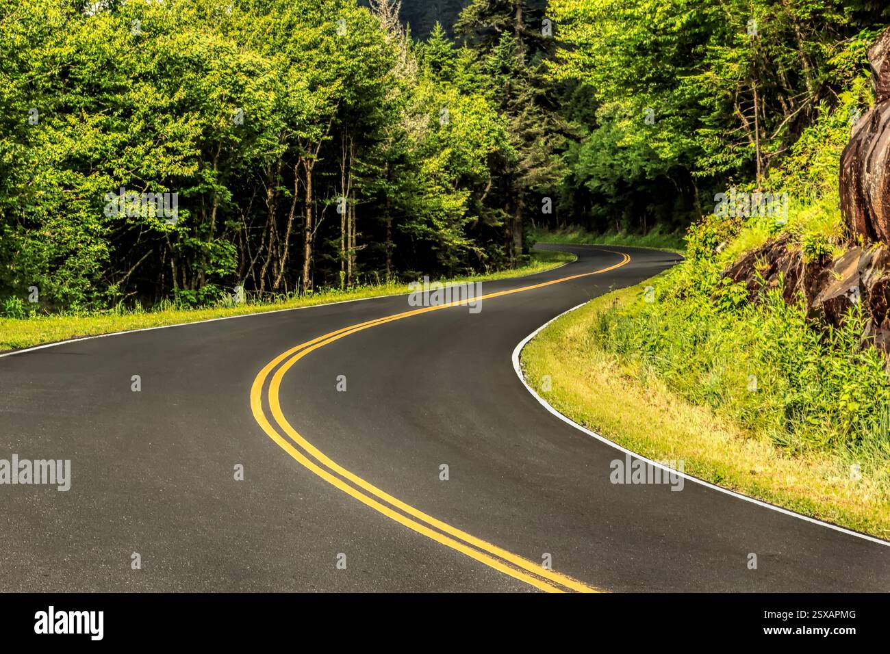 Strada con una linea gialla al centro. La strada è curvata e circondata da alberi Foto Stock