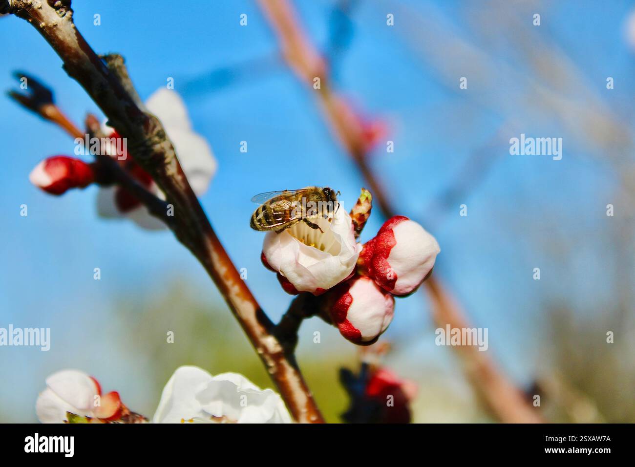 Un'ape che raccoglie nettare da una delicata fioritura di albicocche contro un cielo blu vibrante. All’inizio della primavera, evidenziando l’impollinazione e la bellezza della natura. Foto Stock Un'ape che raccoglie nettare da una delicata fioritura di albicocche contro un cielo blu vibrante. All’inizio della primavera, evidenziando l’impollinazione e la bellezza della natura. Foto Stock