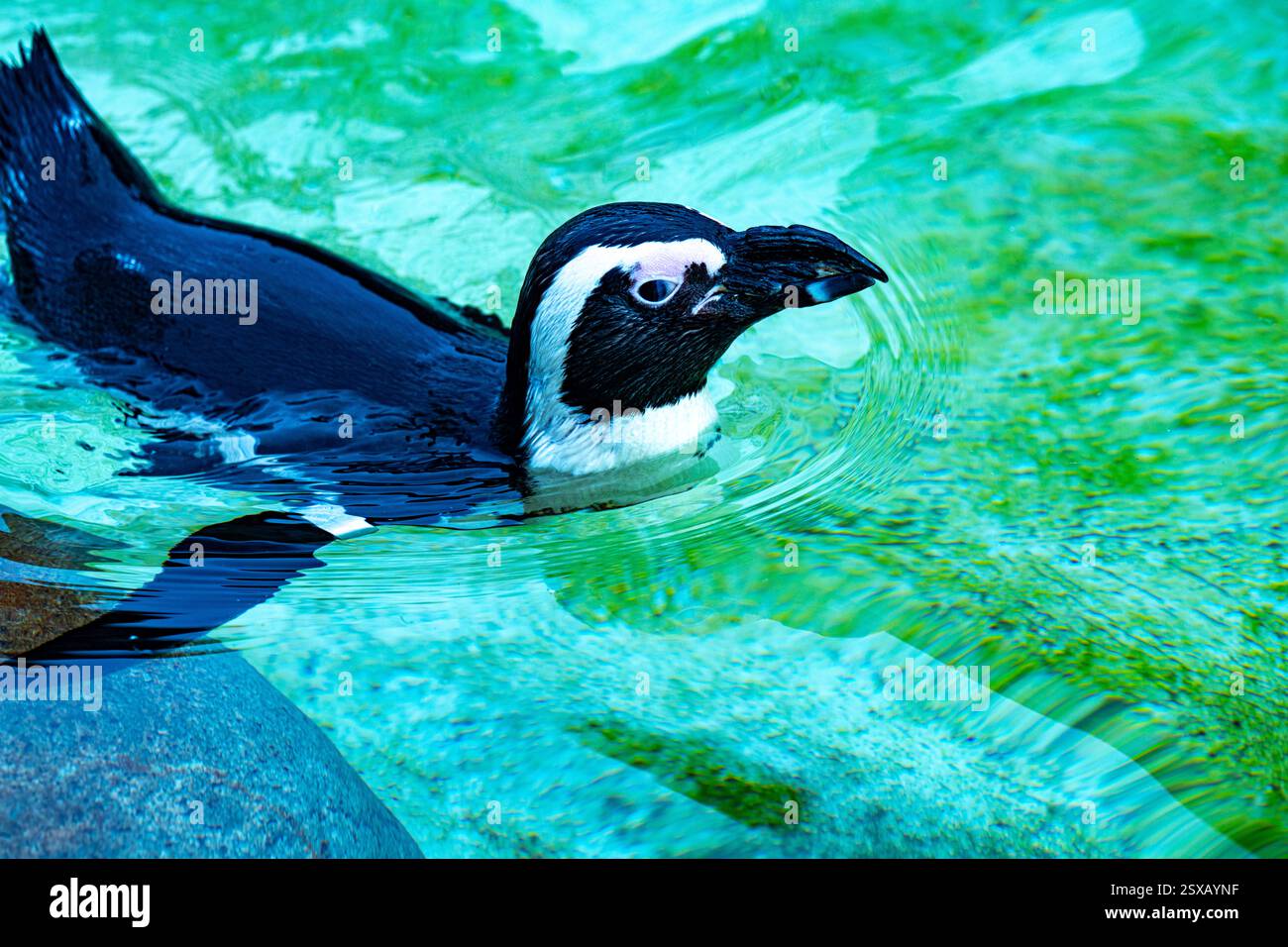 Pinguino africano (Spheniscus demersus), chiamato anche pinguino a piedi neri, nuoto Foto Stock