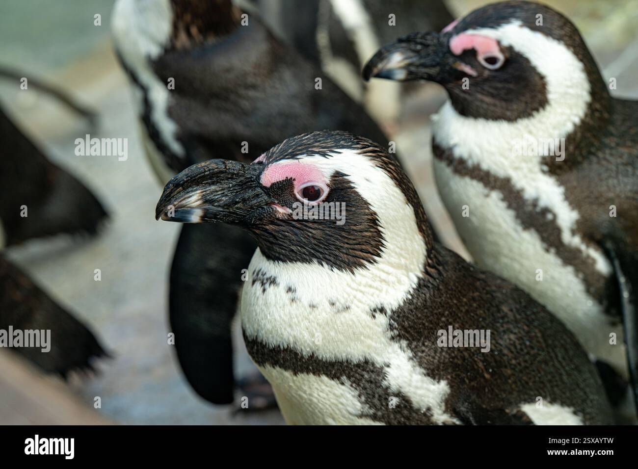 Pinguino africano (Spheniscus demersus), chiamato anche pinguino dai piedi neri Foto Stock