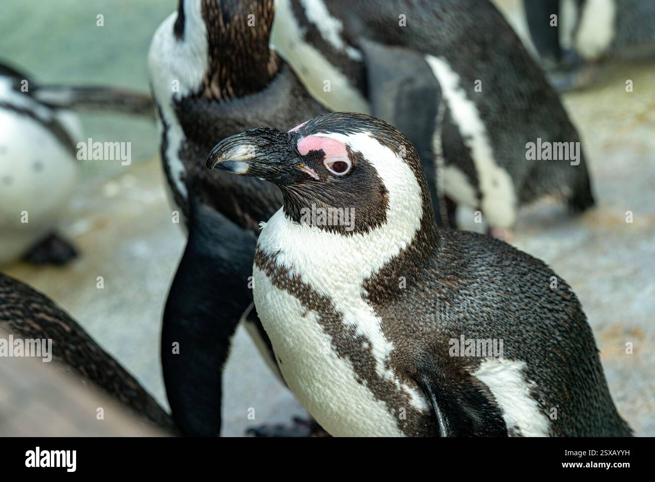 Pinguino africano (Spheniscus demersus), chiamato anche pinguino dai piedi neri Foto Stock