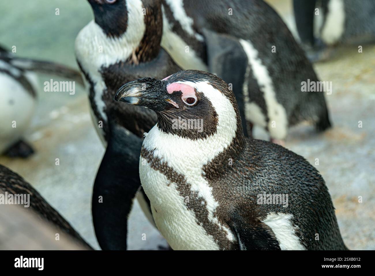 Pinguino africano (Spheniscus demersus), chiamato anche pinguino dai piedi neri Foto Stock