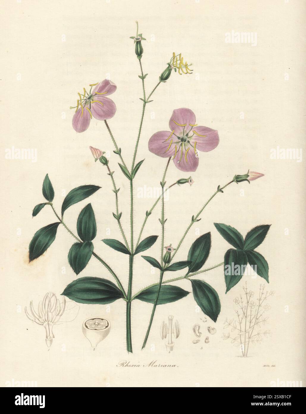 Bellezza prato pallido, bellezza prato del Maryland o rhexia del Maryland, Rhexia mariana. Nativo degli Stati Uniti orientali e del midwest inferiore. Incisione in rame colorata a mano dopo un'illustrazione botanica di Miss R. Mills di Benjamin Maund e The Botanist del Rev. John Stevens Henslow, Londra, 1836. Foto Stock