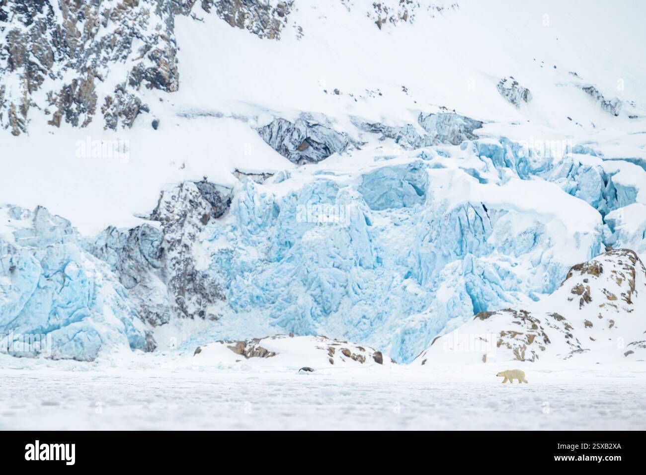 Orso polare che cammina di fronte al ghiacciaio, Svalbard Foto Stock