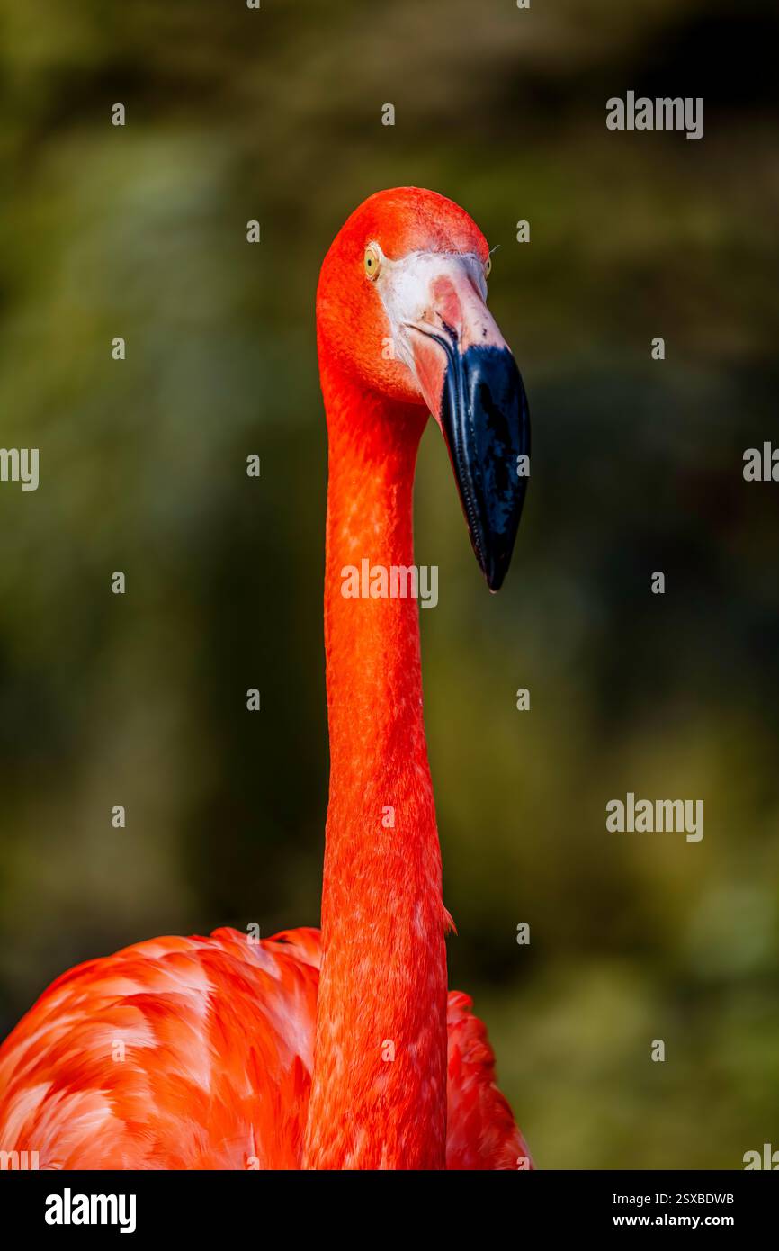 Impressionante fenicottero americano rosso arancione con un elegante collo e un becco audace che riflette la maestà in un vivace Ritratto di poesia e grazia sotto la luce calda Foto Stock