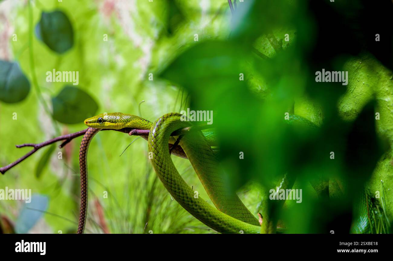 Un elegante serpente verde di vite Ahaetulla nasuta si arriccia intorno a un ramo dietro foglie lussureggianti in un tranquillo terrario mentre rivela criptico mimetico e un W Foto Stock