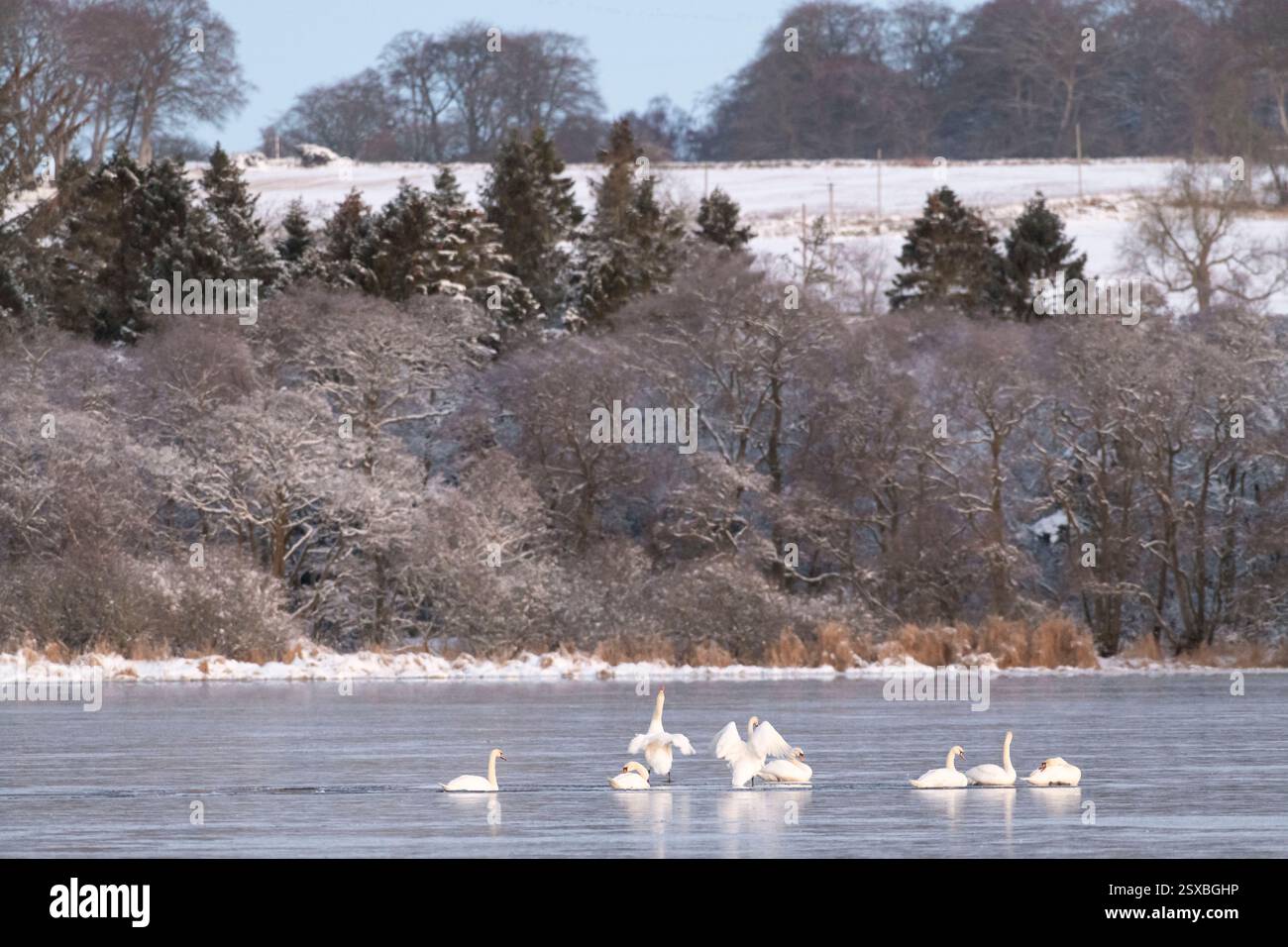 Uno stormo di cigni muti (Cygnus olor) che si prepara sul ghiaccio al lago di Skene presto in una mattina ghiacciata d'inverno Foto Stock