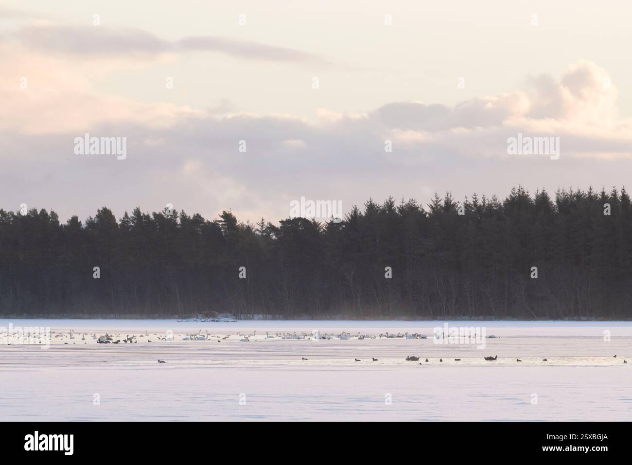 Uccelli acquatici che si riuniscono in piscine d'acqua su un lago altrimenti congelato di Skene, Aberdeenshire, intorno a Daybreak in inverno Foto Stock